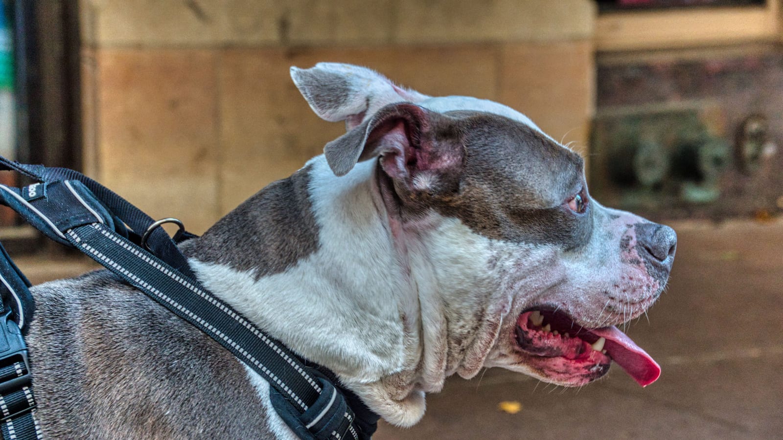 Side view of a happy pit bull dog wearing a harness outdoors.