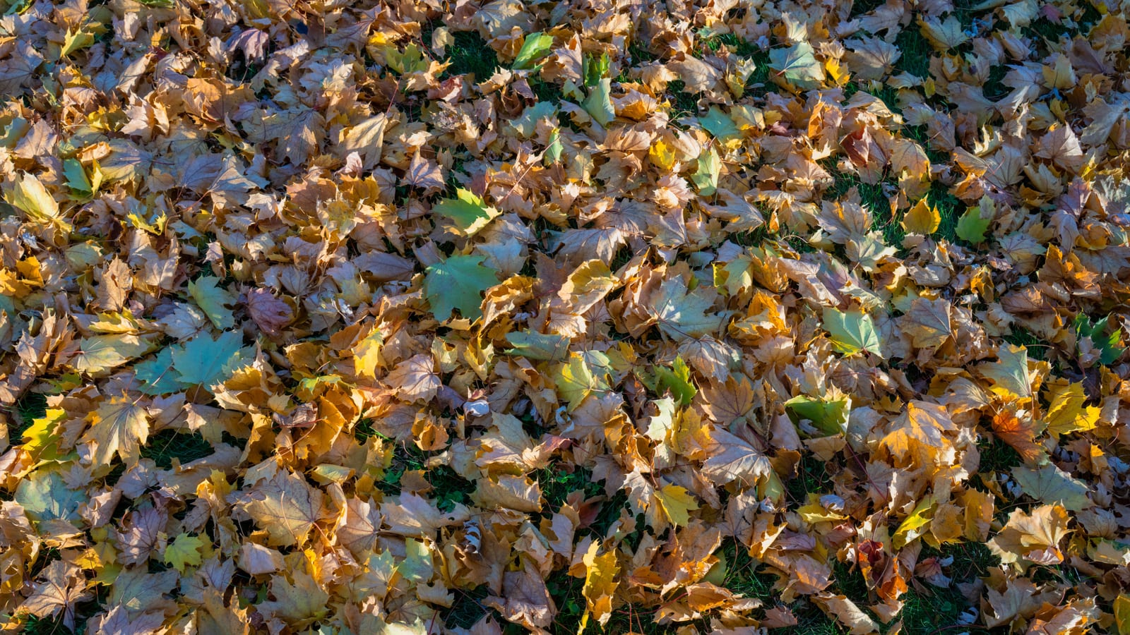 A vibrant display of fallen autumn leaves covering the ground in Wabasha, Minnesota.