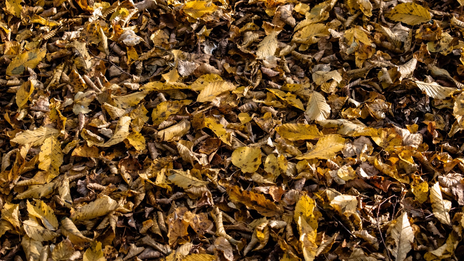 A close-up view of fallen autumn leaves covering the forest ground, showcasing earthy tones.