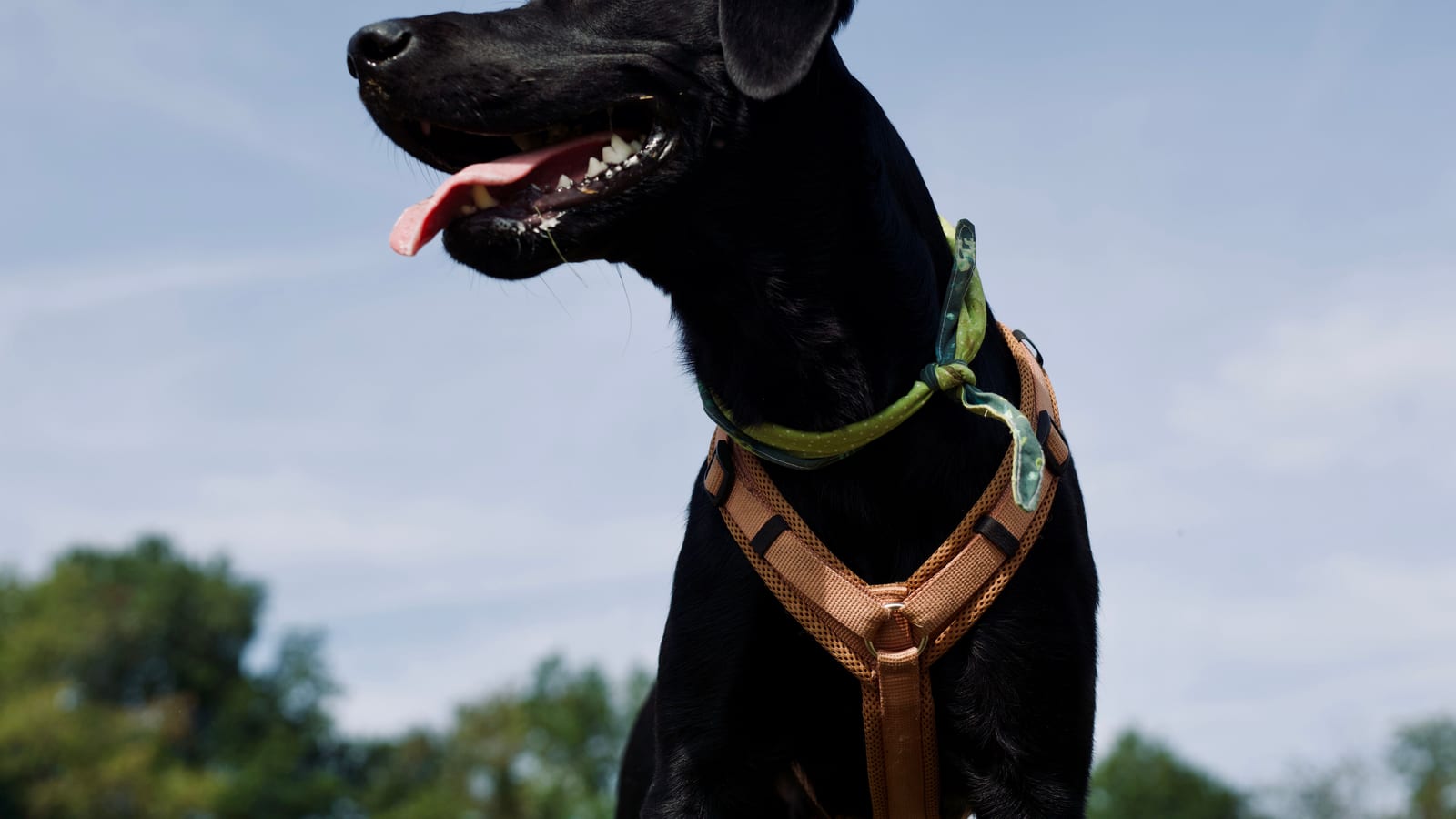 Playful black Labrador in a park with tongue out, wearing a collar and harness.