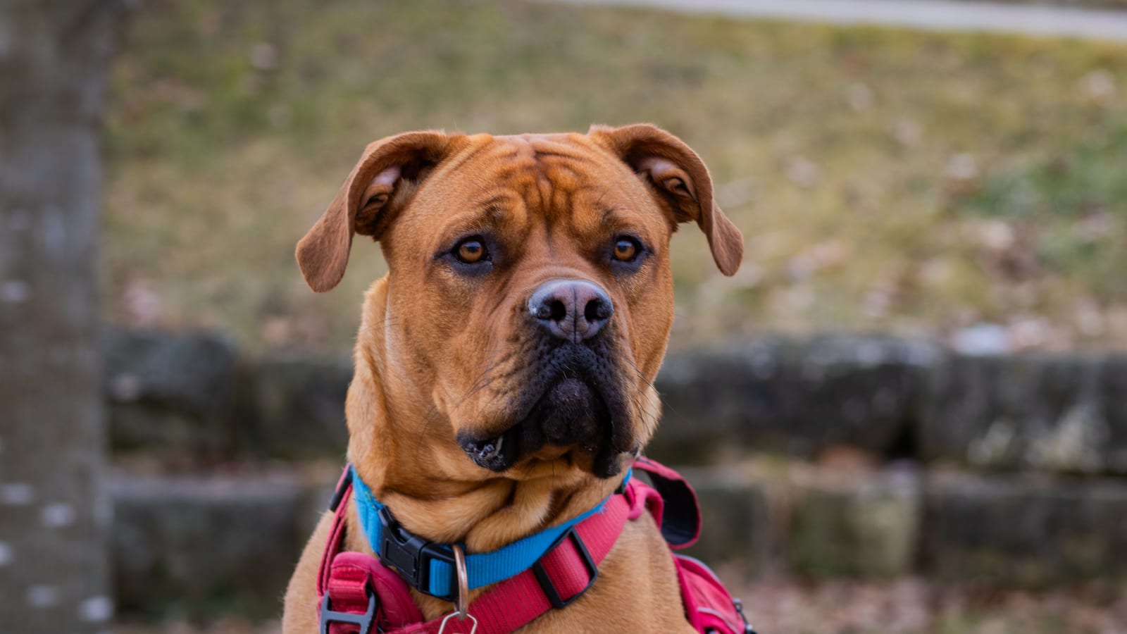 Close-up of a focused boxer dog wearing a red harness outdoors.